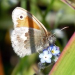 Haddo-butterfly